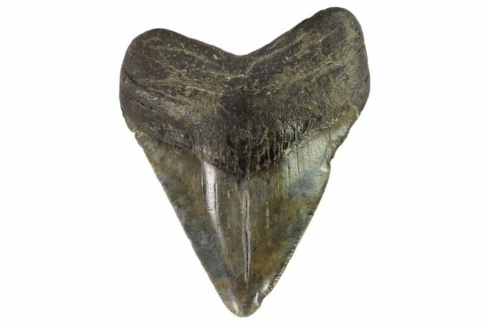 Juvenile Megalodon Tooth - Georgia #90812